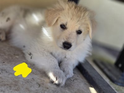 Les chiots de Berger Blanc Suisse
