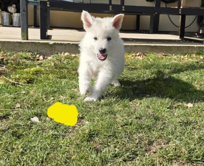 Les chiots de Berger Blanc Suisse