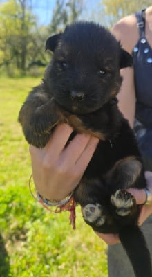 Les chiots de Berger Allemand Poil Long