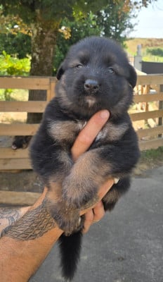 Les chiots de Berger Allemand Poil Long