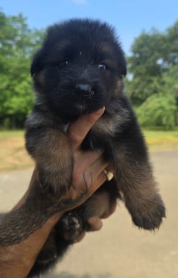 Les chiots de Berger Allemand Poil Long