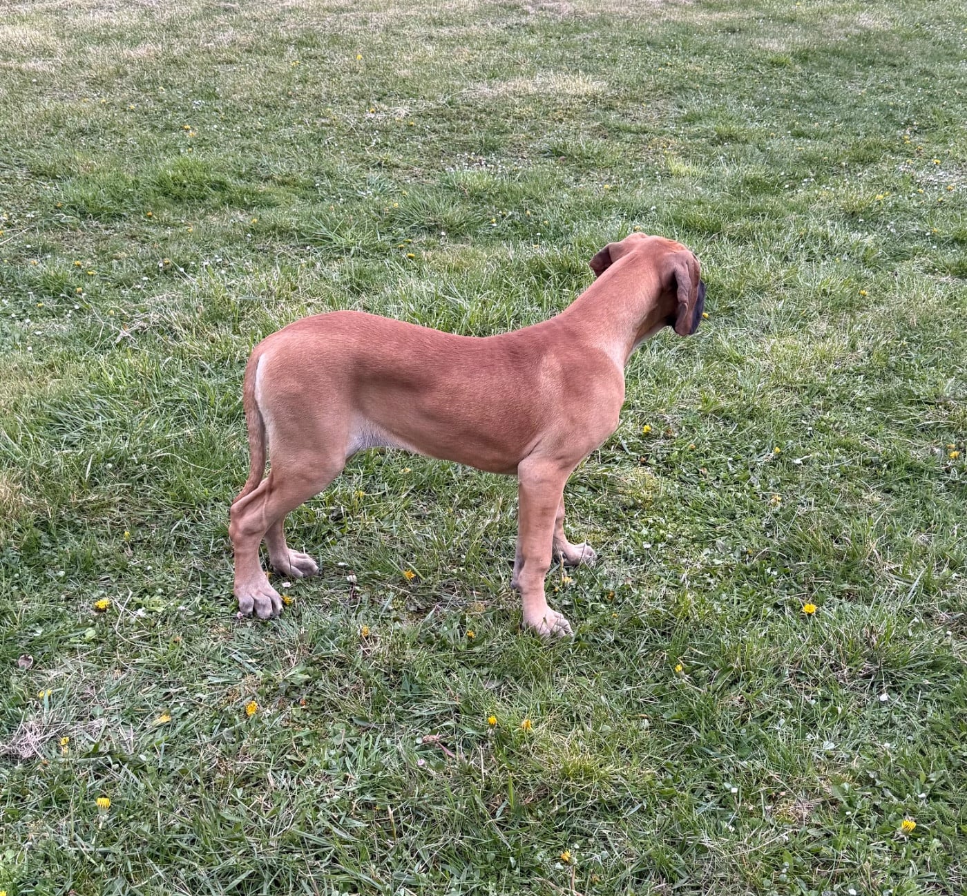 Azana du domaine des Albeaux