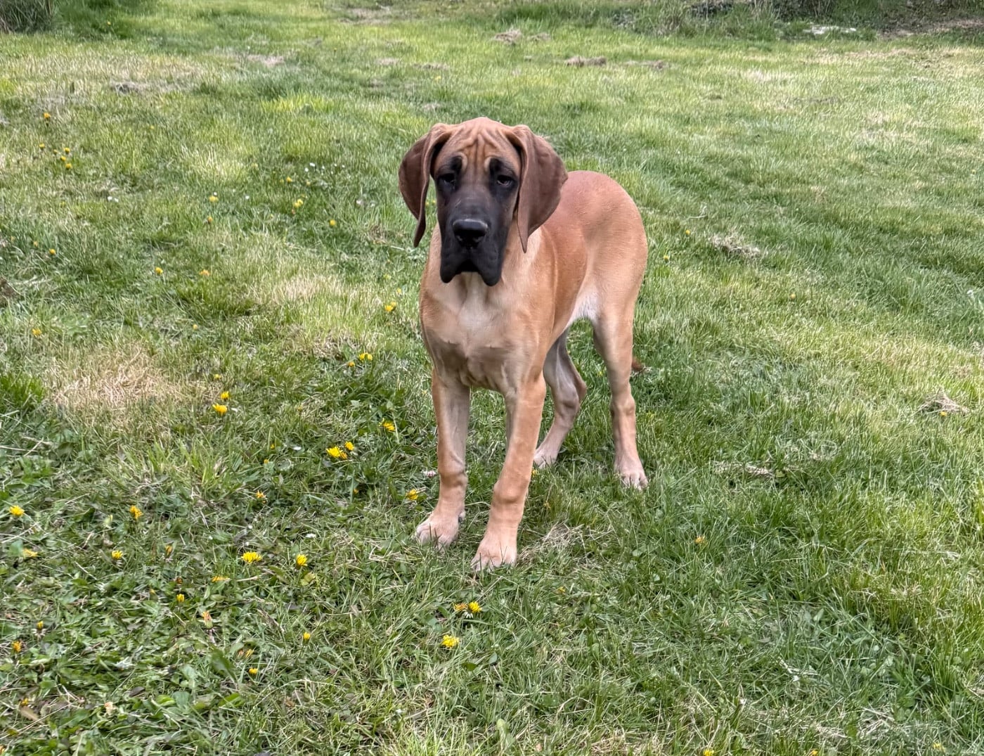 Azana du domaine des Albeaux