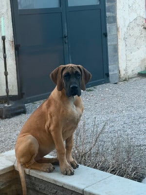 Les chiots de Dogue allemand
