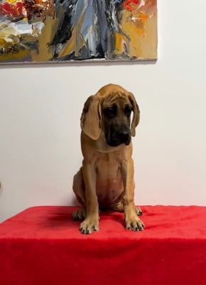 Les chiots de Dogue allemand