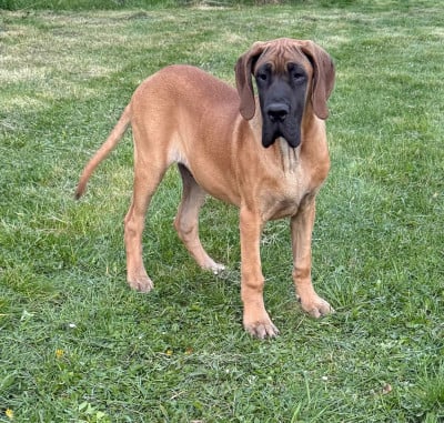 Les chiots de Dogue allemand