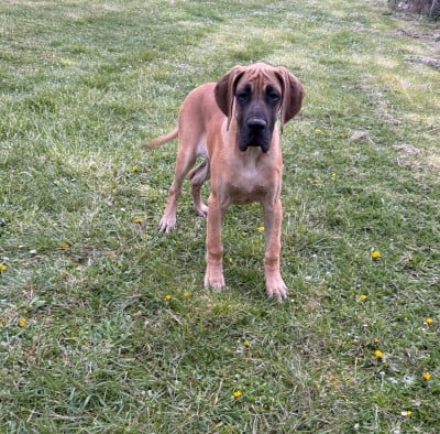Les chiots de Dogue allemand
