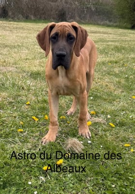 Les chiots de Dogue allemand