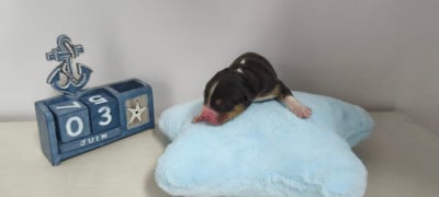 Les chiots de Berger Australien