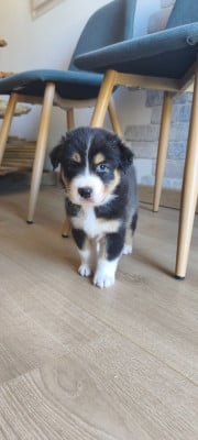 Les chiots de Berger Australien