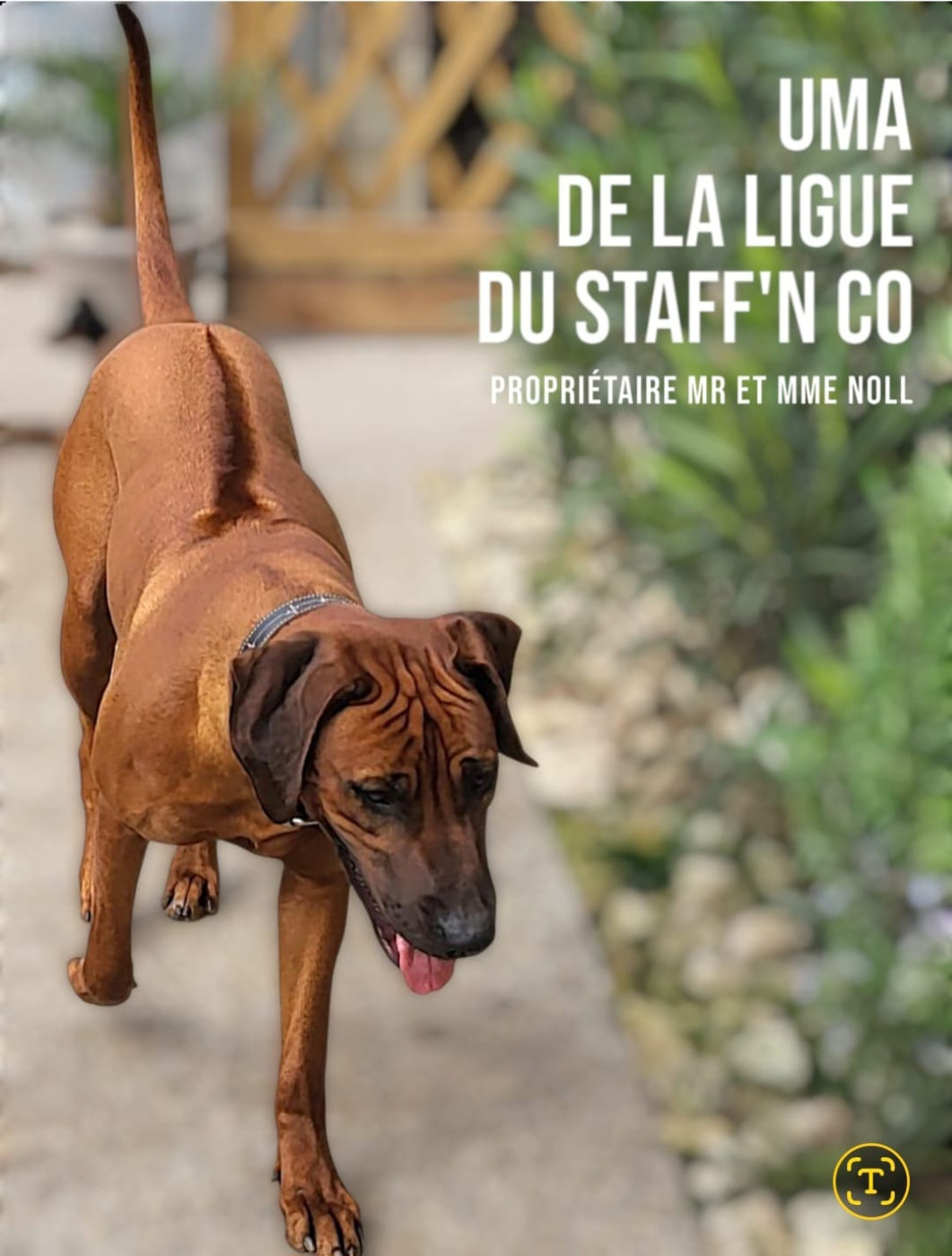 Publication : Des Pharaons Du Nil Auteur : Laurence NOLL