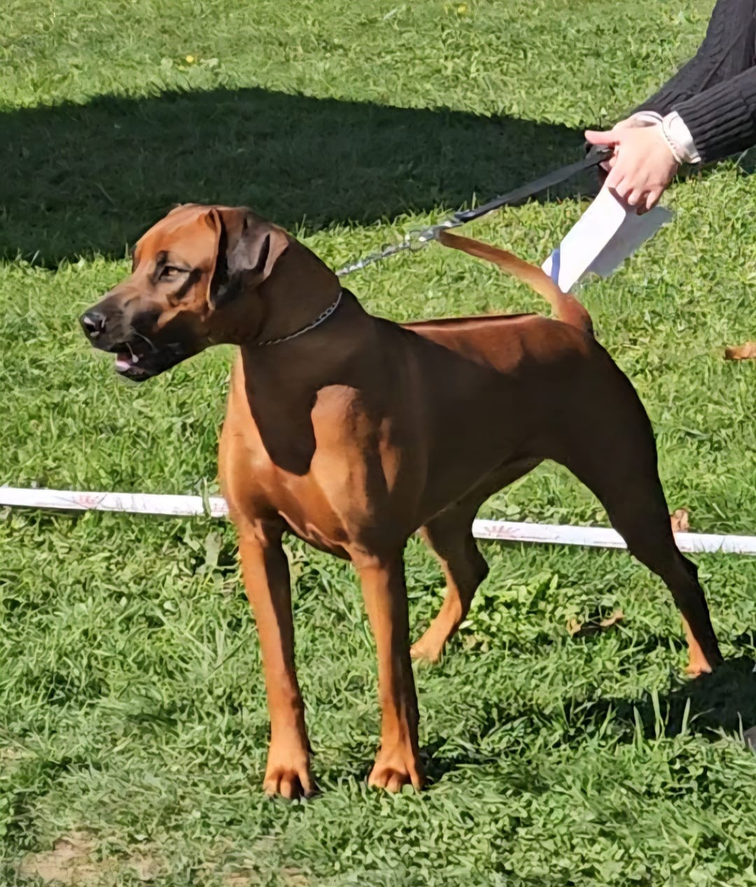 Publication : Des Pharaons Du Nil Auteur : Laurence NOLL