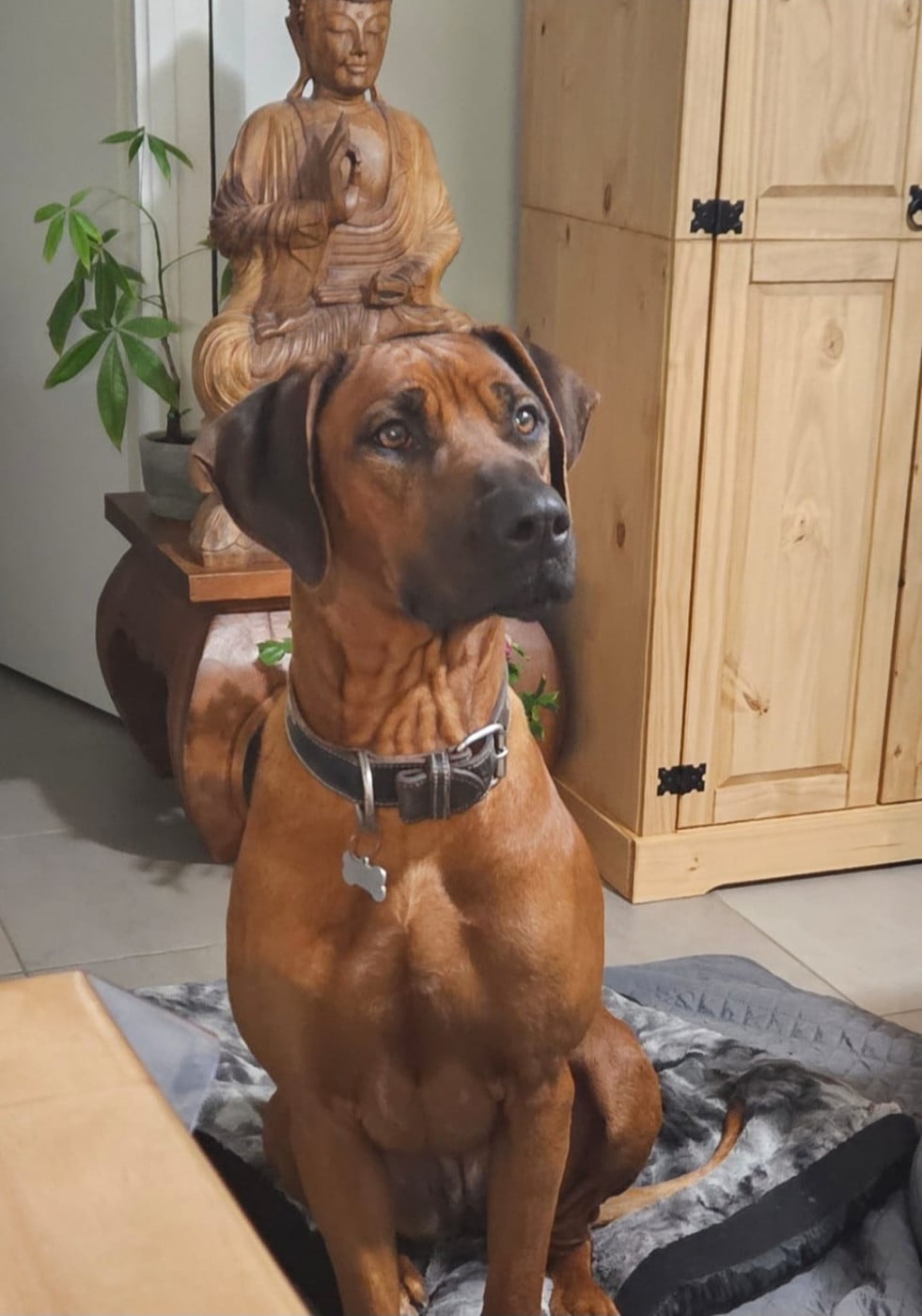 Publication : Des Pharaons Du Nil Auteur : Laurence NOLL