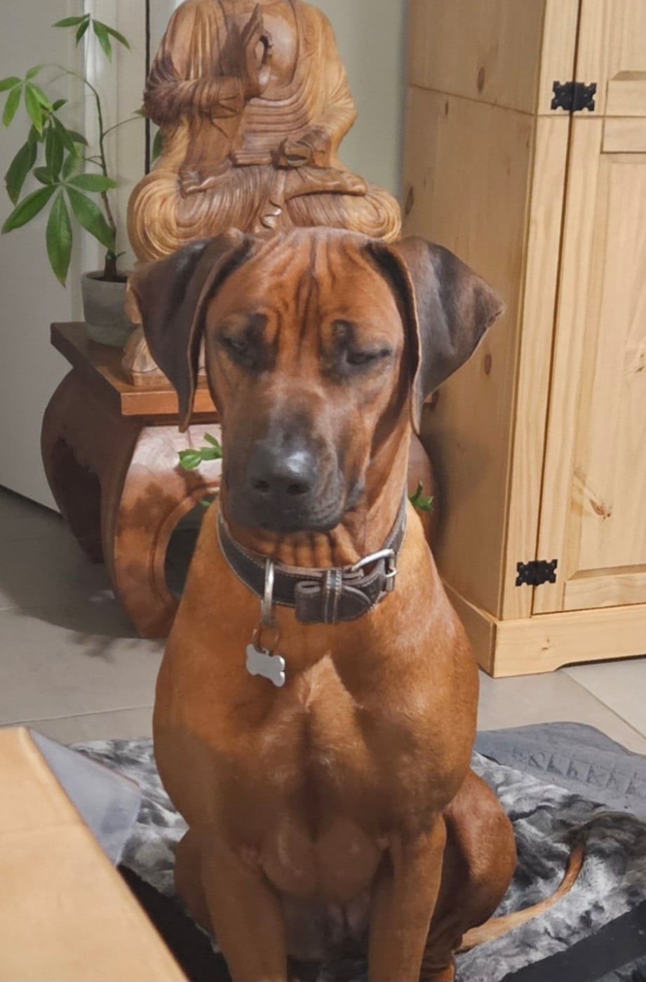 Publication : Des Pharaons Du Nil Auteur : Laurence NOLL