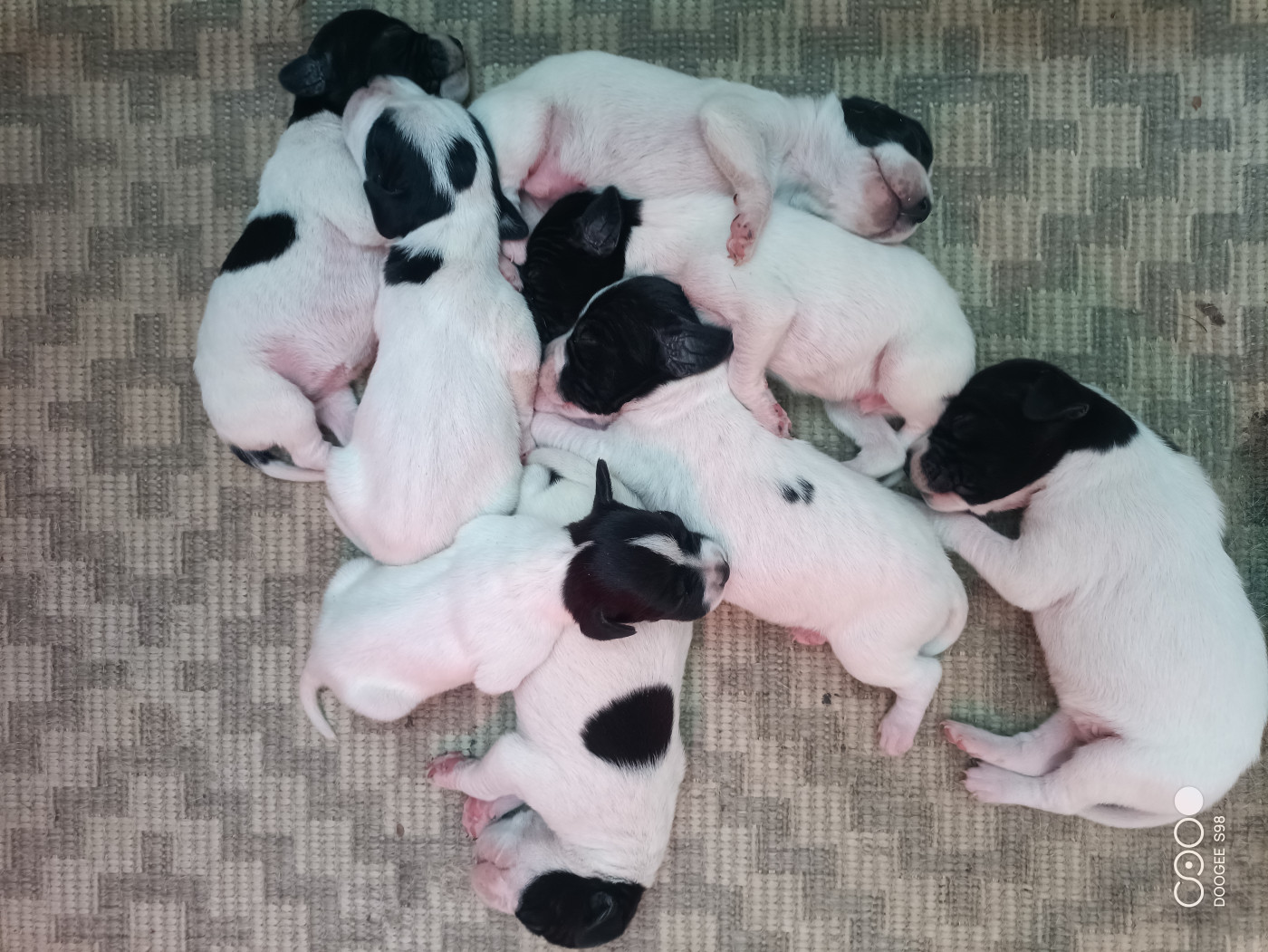 Chiot N°3 - Pointer