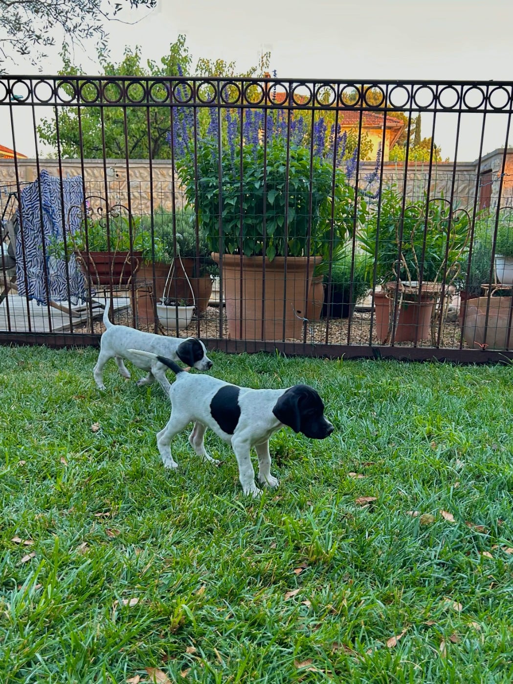 Chiot N°6