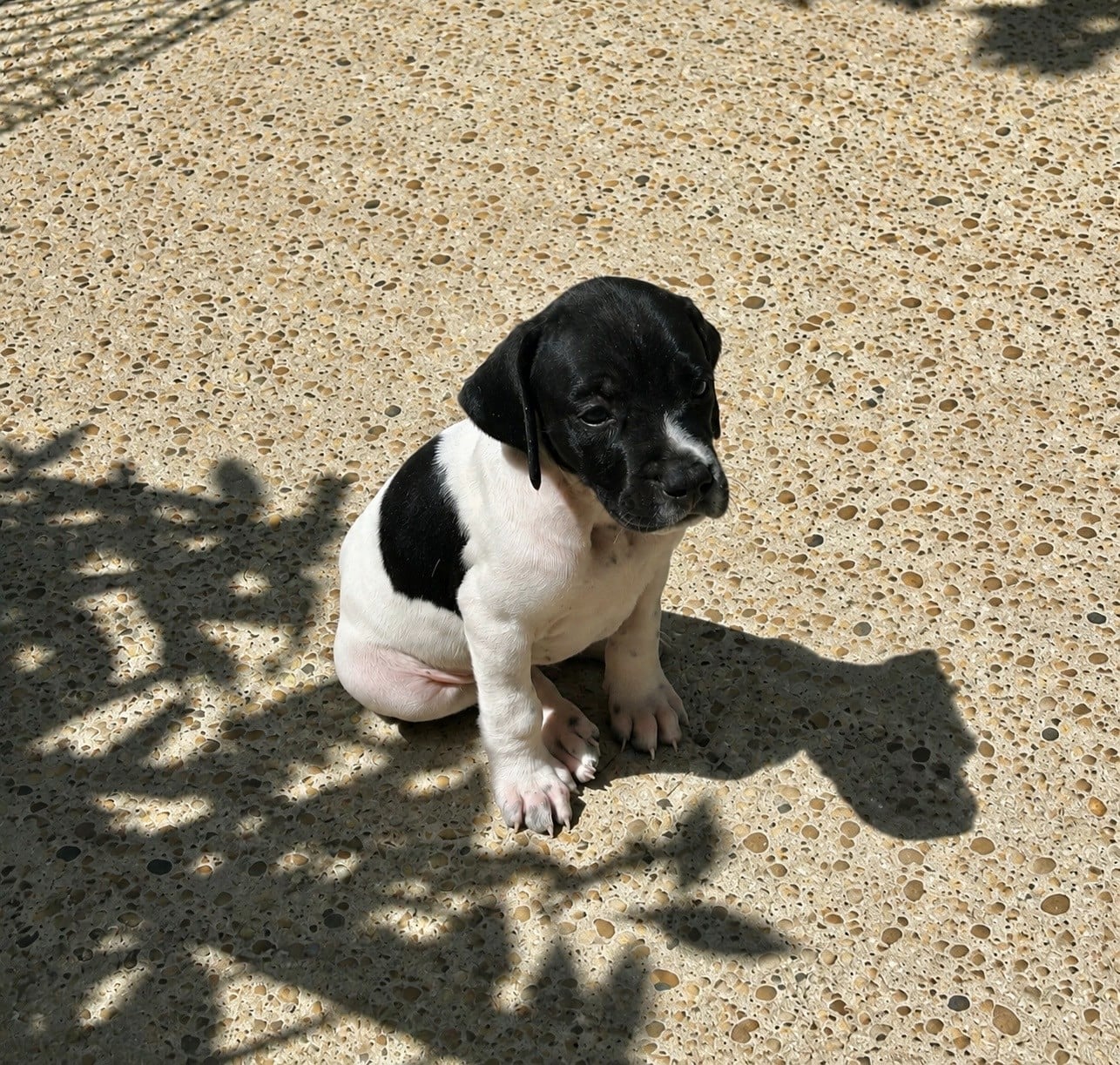 Chiot N°6