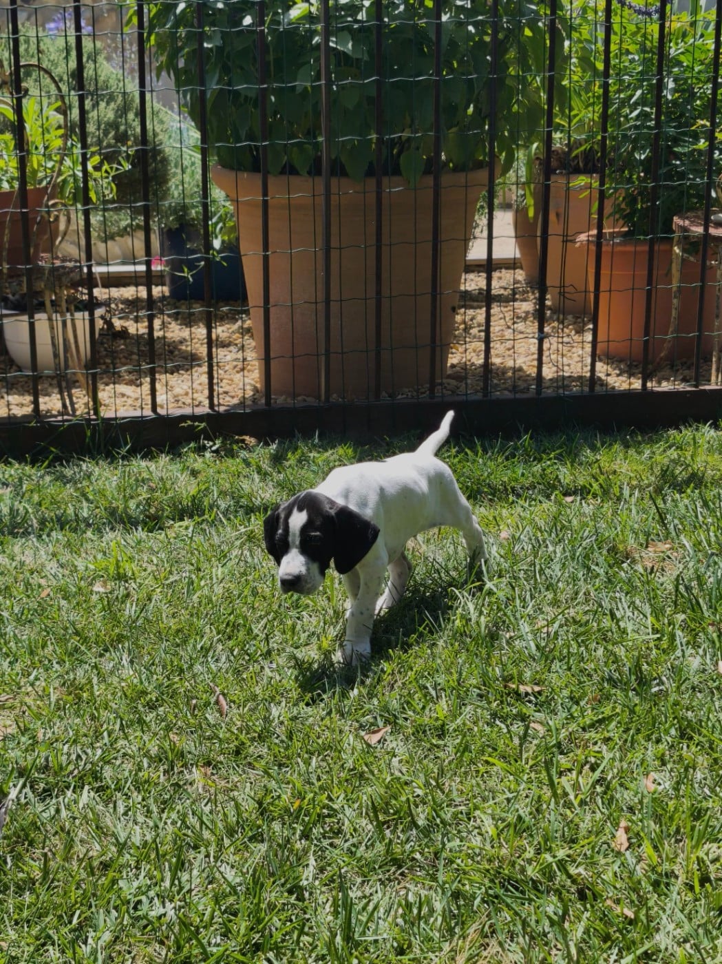 Chiot N°8