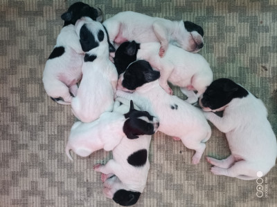 Les chiots de Pointer
