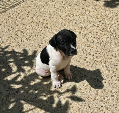 Les chiots de Pointer