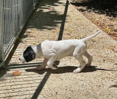 Les chiots de Pointer