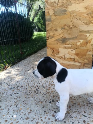 Les chiots de Pointer