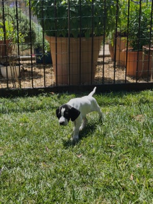 Les chiots de Pointer