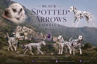 Black Spotted Arrows Corsica