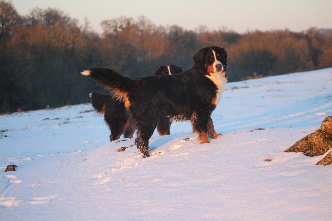 Tride des Treilles de Salvert