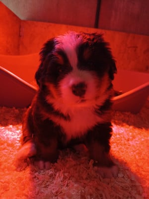 Les chiots de Bouvier Bernois