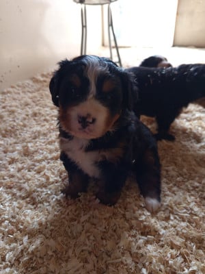 Les chiots de Bouvier Bernois