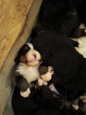 Les chiots de Bouvier Bernois