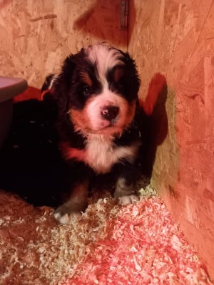 Les chiots de Bouvier Bernois