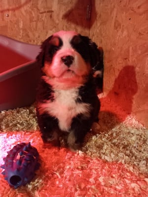 Les chiots de Bouvier Bernois