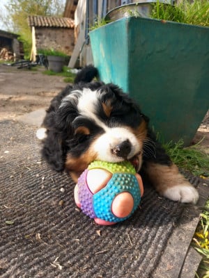 Les chiots de Bouvier Bernois