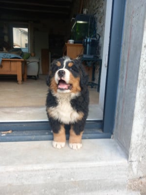 Les chiots de Bouvier Bernois