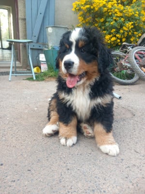 Les chiots de Bouvier Bernois