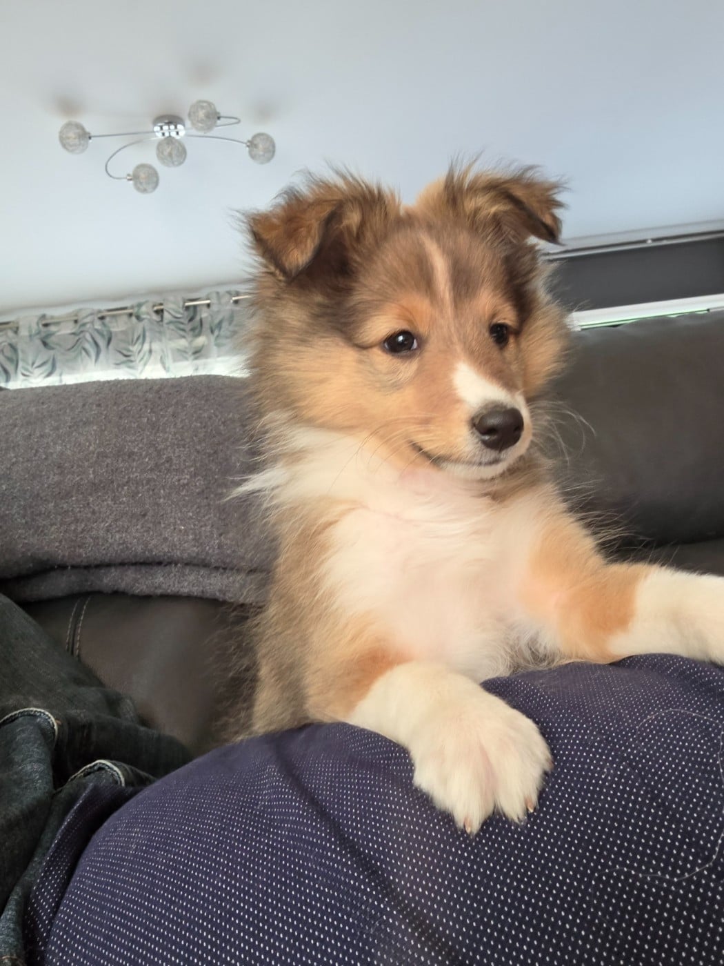 Shetland Sheepdog - (Sans Affixe)