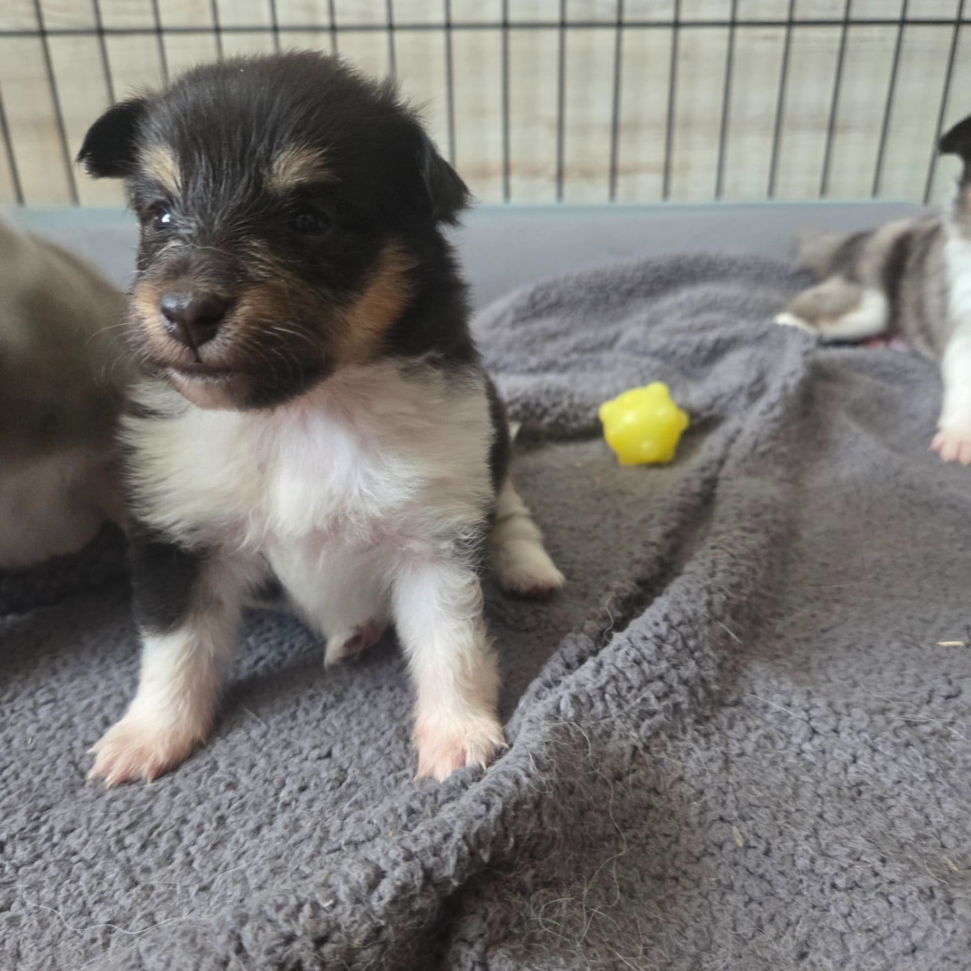 Shetland Sheepdog - (Sans Affixe)