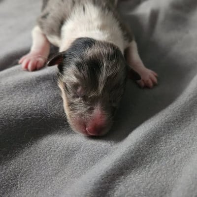 Bubble blue - Shetland Sheepdog