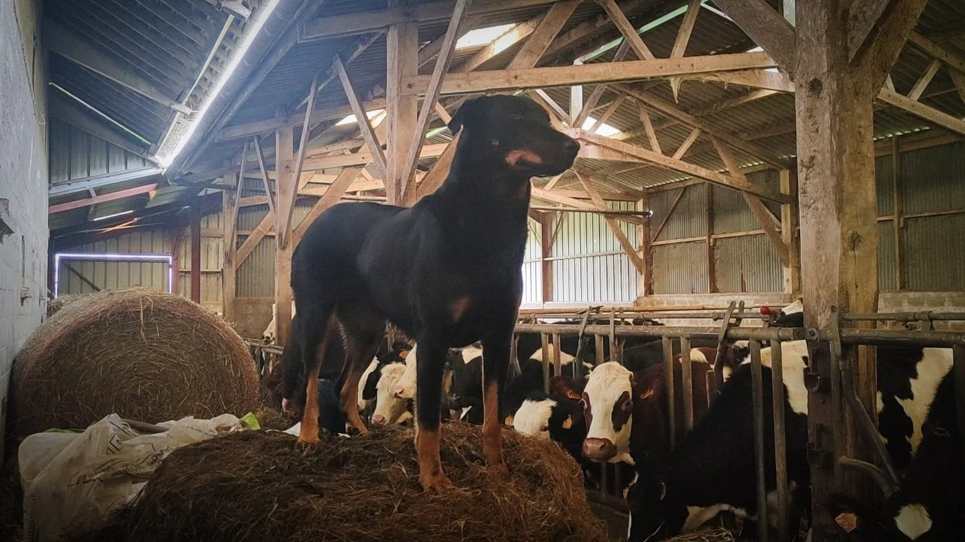 Roquette du royaume des gueules noires