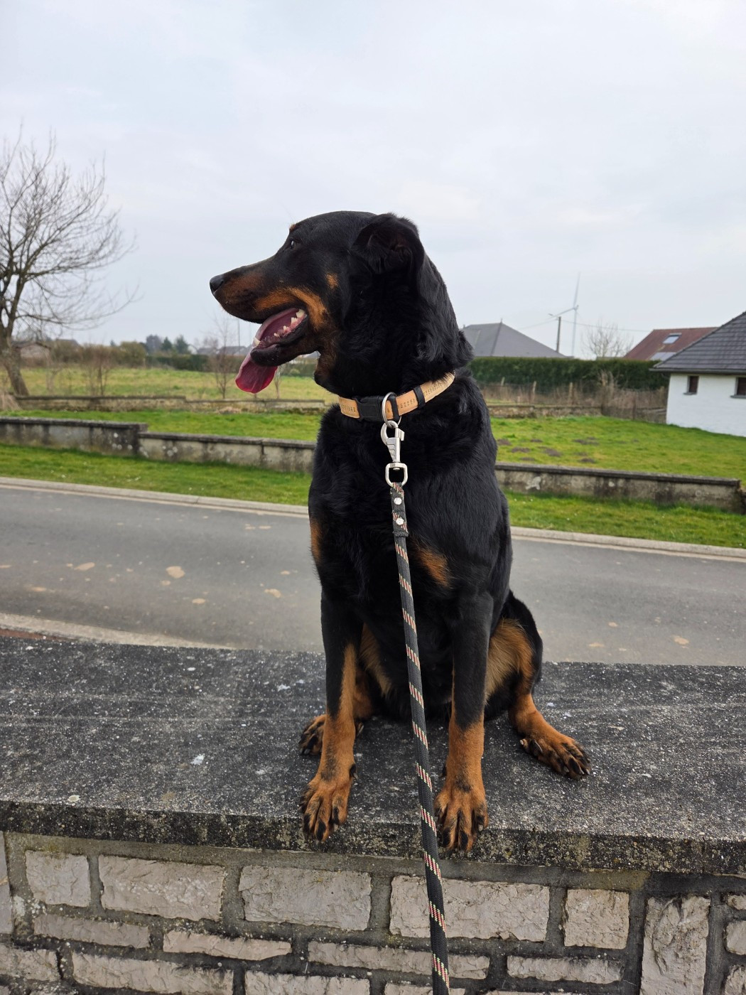 Roquette du royaume des gueules noires