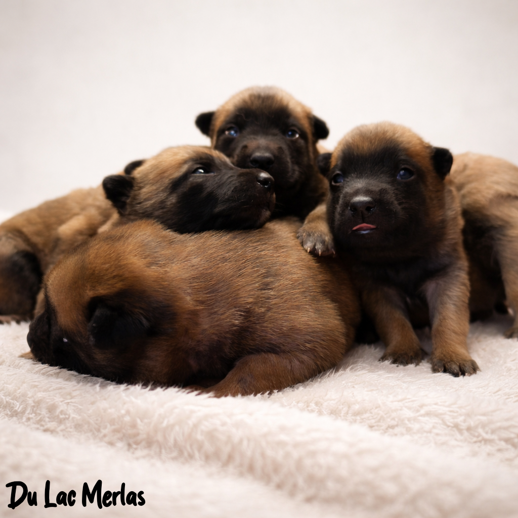 Berger Belge - Du Lac Merlas