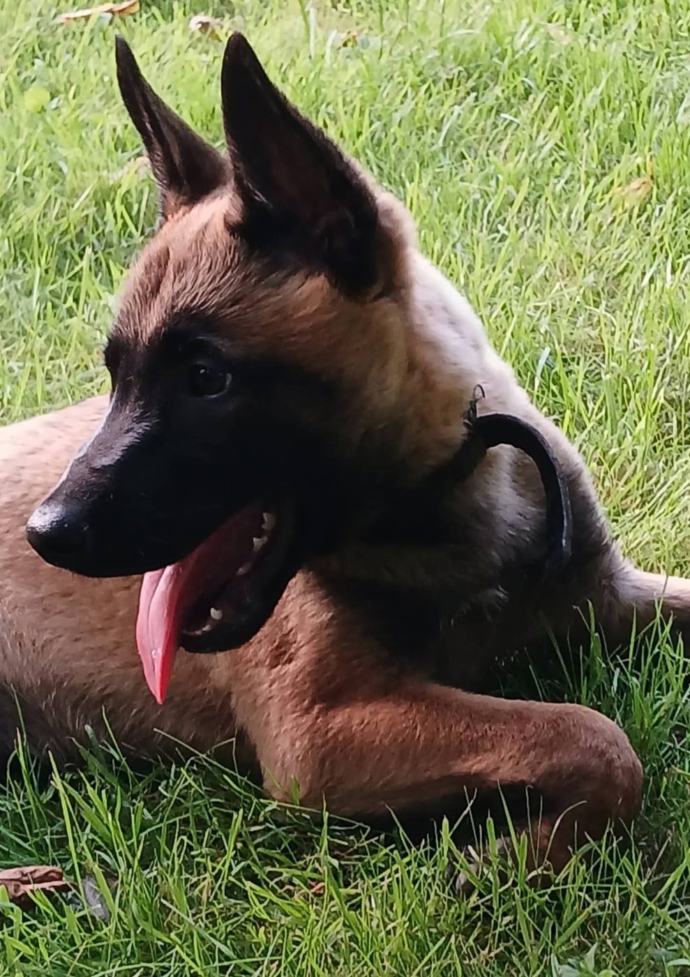 Chiot N°5