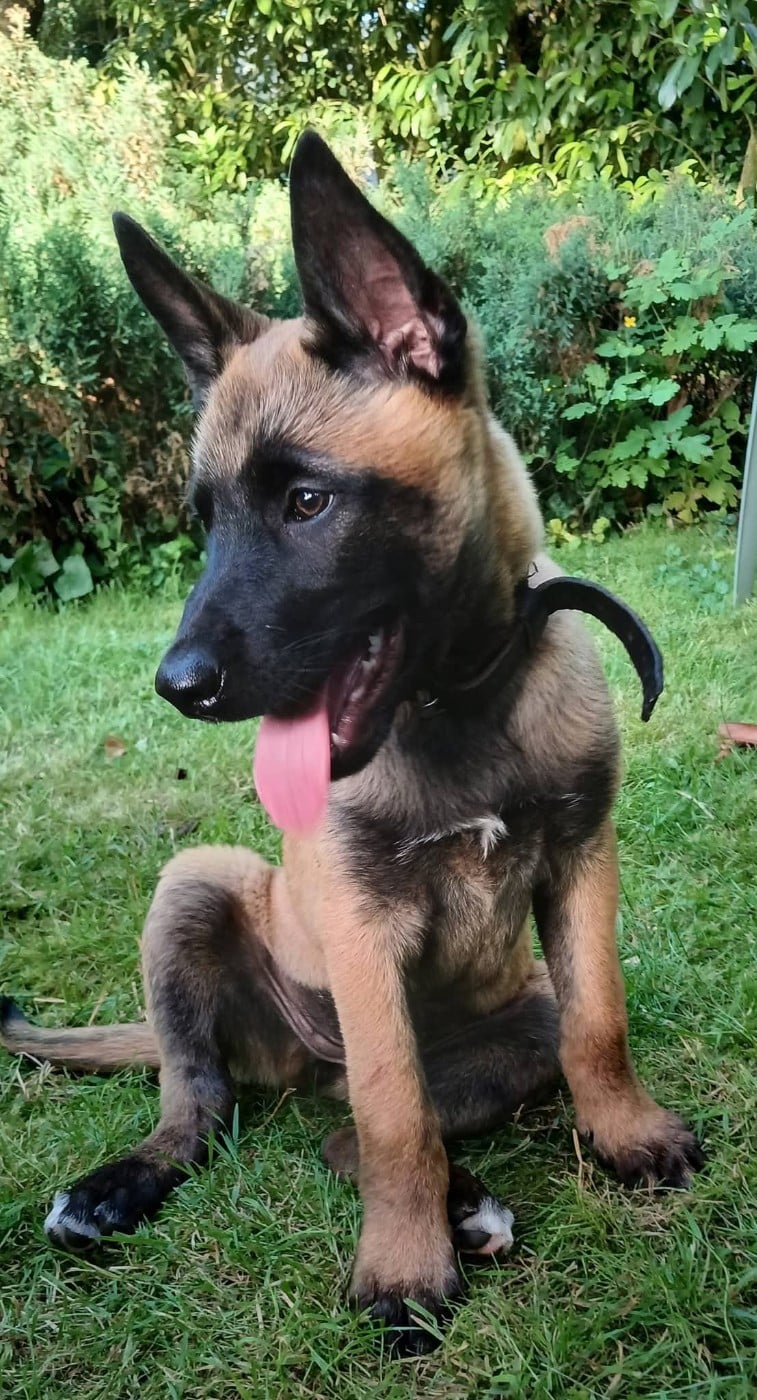 Chiot N°5
