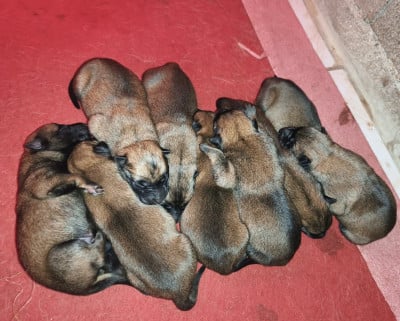 Les chiots de Berger Belge
