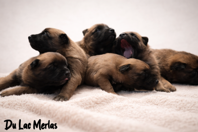 Les chiots de Berger Belge