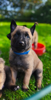 Les chiots de Berger Belge