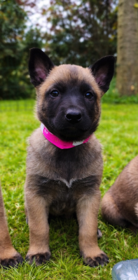 Les chiots de Berger Belge