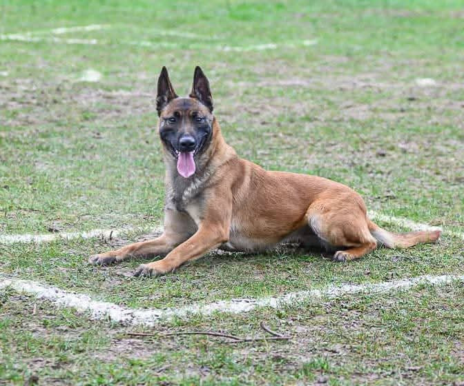 Tsiaomy Du Lac Merlas - VICE CHAMPIONNE DE FRANCE DE LA COUPE DES CLUBS